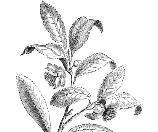 Despre Camellia Sinensis